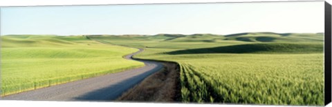 Framed Gravel Road Through Barley and Wheat Fields WA Print