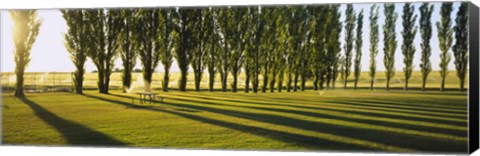 Framed Poplar Trees Near A Wheat Field, Twin Falls, Idaho, USA Print