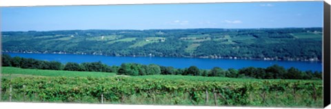 Framed Vineyard with a lake in the background, Keuka Lake, Finger Lakes, New York State, USA Print