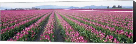 Framed Tulip Fields, Skagit County, Washington State, USA Print