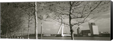 Framed Bridge Over A River, Erasmus Bridge, Rotterdam, Netherlands Print