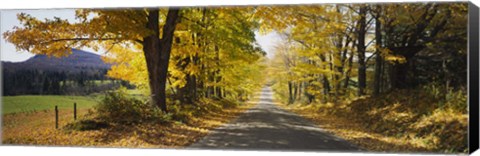 Framed Trees on both sides of a road, Danby, Vermont, USA Print