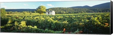 Framed Vineyard Provence France Print