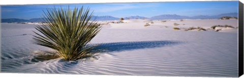Framed Plant in the White Sands National Monument, New Mexico Print