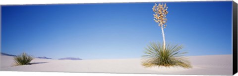Framed Tall Plant in the White Sands, New Mexico Print