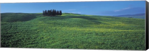 Framed Cypress Trees In A Field, Tuscany, Italy Print