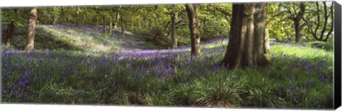 Framed Bluebells In A Forest, Newton Wood, Texas, USA Print