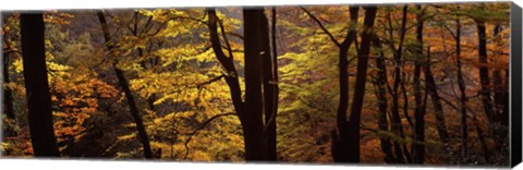 Framed Mid Section View Of Trees, Littlebeck, North Yorkshire, England, United Kingdom Print