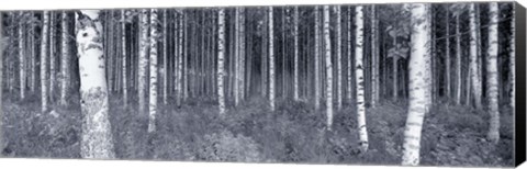Framed Birch Trees In A Forest, Finland Print
