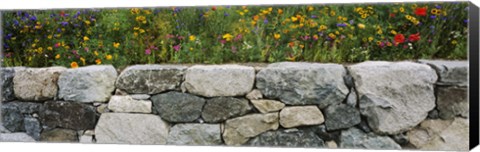 Framed Wildflowers growing near a stone wall, Fidalgo Island, Skagit County, Washington State, USA Print