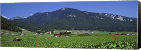 Framed High Angle View Of A Vineyard, Valais, Switzerland Print