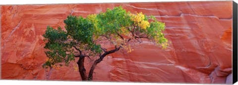 Framed Low Angle View Of A Cottonwood Tree In Front Of A Sandstone Wall, Escalante National Monument, Utah, USA Print