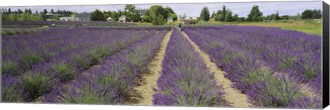 Framed Field of lavender, Jardin Du Soleil, Sequim, Clallam County, Washington State, USA Print