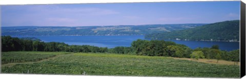 Framed High angle view of a vineyard near a lake, Keuka Lake, Finger Lakes, New York State, USA Print