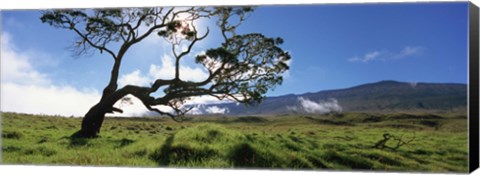 Framed Koa Tree On A Landscape, Mauna Kea, Big Island, Hawaii, USA Print