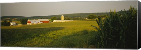 Framed Crop in a field, Frederick County, Virginia, USA Print