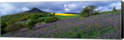 Framed Bluebell Flowers In A Field, Cleveland, North Yorkshire, England, United Kingdom Print