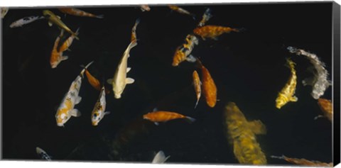 Framed Close-up of a school of fish in an aquarium, Japanese Koi Fish, Capitol Aquarium, Sacramento, California, USA Print