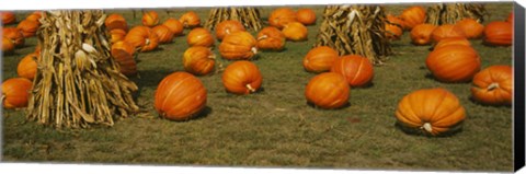 Framed Corn plants with pumpkins in a field, South Dakota, USA Print