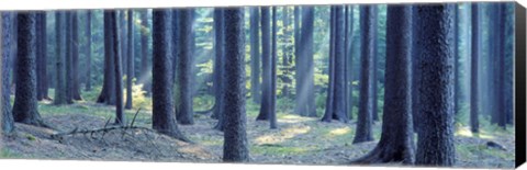 Framed Trees in a forest, South Bohemia, Czech Republic Print