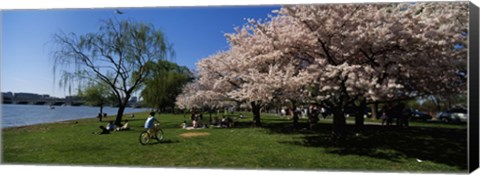 Framed Group of people in a garden, Cherry Blossom, Washington DC, USA Print