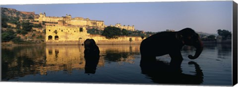 Framed Silhouette of two elephants in a river, Amber Fort, Jaipur, Rajasthan, India Print