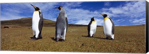 Framed Four King penguins standing on a landscape, Falkland Islands (Aptenodytes patagonicus) Print