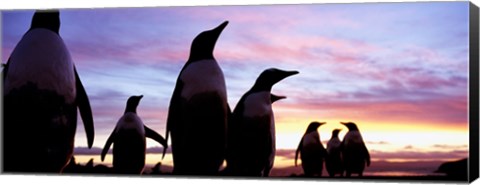 Framed Silhouette of a group of Gentoo penguins, Falkland Islands (Pygoscelis papua) Print