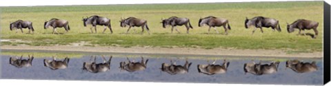 Framed Herd of wildebeests walking in a row along a river, Ngorongoro Crater, Ngorongoro Conservation Area, Tanzania Print