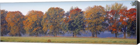 Framed Trees in a garden, South Bohemia, Czech Republic Print