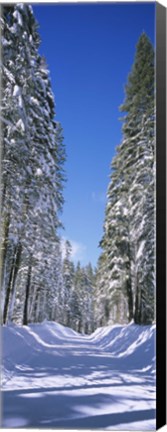 Framed Trees on both sides of a snow covered road, Crane Flat, Yosemite National Park, California (vertical) Print