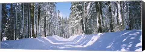 Framed Trees in a row on both sides of a snow covered road, Crane Flat, Yosemite National Park, California, USA Print