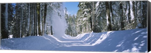 Framed Trees on both sides of a snow covered road, Crane Flat, Yosemite National Park, California (horizontal) Print