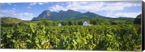 Framed Babylons Torren Wine Estates, Paarl, Western Cape, Cape Town, South Africa Print