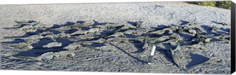 Framed Marine Iguanas on the beach, Galapagos Islands, Ecuador Print