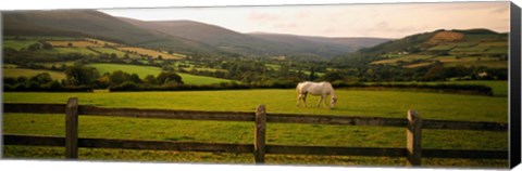 Framed Horse in a field, Enniskerry, County Wicklow, Republic Of Ireland Print