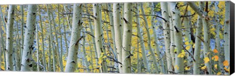 Framed Aspen trees in Spring, Rock Creek Lake, California Print