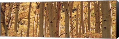 Framed Aspen trees in Autumn, Rock Creek Lake, California Print