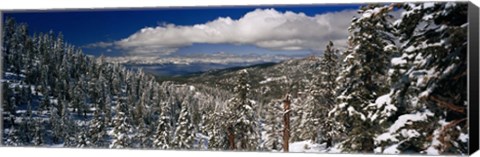 Framed Snow covered pine trees in a forest with a lake in the background, Lake Tahoe, California, USA Print