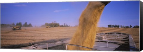 Framed Soybeans harvesting, Minnesota Print