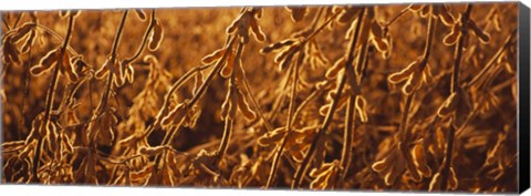 Framed Close-up of ripe soybeans, Minnesota, USA Print