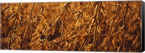 Framed Close-up of ripe soybeans, Minnesota, USA Print