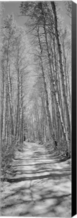 Framed Trees along a road, Log Cabin Gold Mine, Eastern Sierra, Californian Sierra Nevada, California (black and white) Print