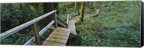 Framed Wooden Path in Pacific Rim National Park Print