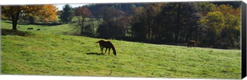 Framed Grazing Horses in Kent County Print