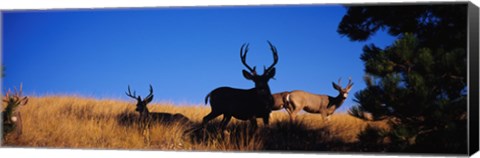 Framed Mule Deer Print