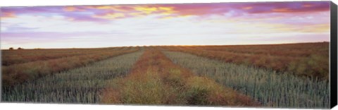 Framed Canola crop in a field, Edmonton, Alberta, Canada Print