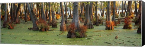 Framed Bald cypress trees (Taxodium disitchum) in a forest, Illinois, USA Print