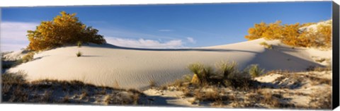 Framed Desert plants in White Sands National Monument, New Mexico Print