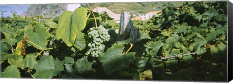 Framed Bunch of grapes in a vineyard, Sao Miguel, Ponta Delgada, Azores, Portugal Print